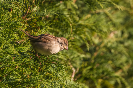 House Sparrow (Passer Domesticus) perched in hedgerowの写真素材