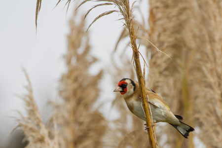 Goldfinch (Carduelis Carduelis) perched on Stalkの写真素材