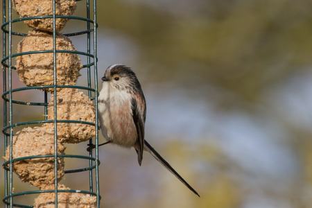 Cute Long Tailed Tit (Aegithalos caudatus) on suet feederの写真素材