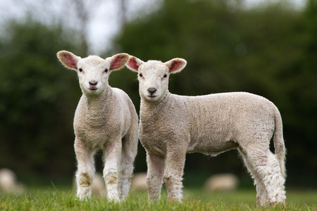 Pair of Cute Lambs looking at camera stood in fieldの写真素材