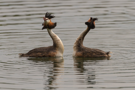 Pair of Great Crested Grebes perform their courtship danceの写真素材