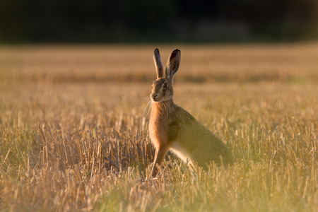 European Brown Hare (Lepus Europaeus) on farmland, Oxfordshire, UK