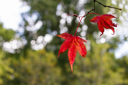 Autumn or Fall Red Leaves with space for text. Westonbirt, UKの写真素材