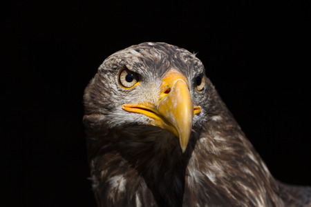 Bald Eagle (Haliaeetus leucocephalus) Portrait also known as American Eagle