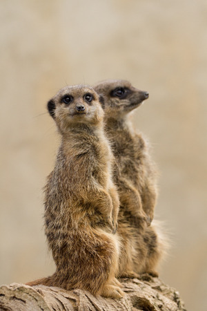 Beautiful Meerkat (suricate suricatta) Portrait with clean background (Captive, UK)の写真素材