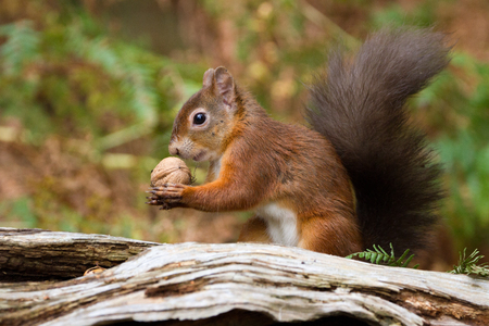 European Red Squirrel (sciurus vulgaris) In beautiful natural setting, Brownsea Island, Poole, UKの写真素材