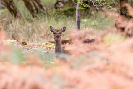 Sika Deer in beautiful British autumn woodland, RSPB Arne, Dorset, UKの写真素材