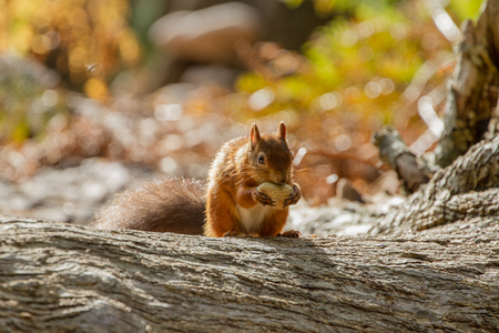 European Red Squirrel (sciurus vulgaris) In beautiful natural setting, Brownsea Island, Poole, UKの写真素材