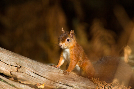 European Red Squirrel (sciurus vulgaris) In beautiful natural setting, Brownsea Island, Poole, UKの写真素材