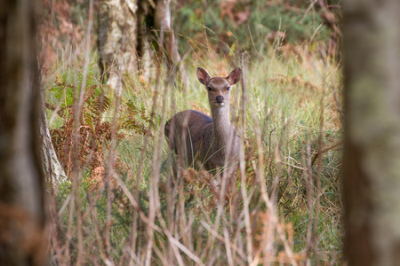 Sika Deer in beautiful British autumn woodland, RSPB Arne, Dorset, UKの写真素材