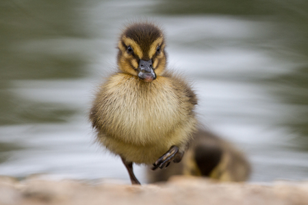 Beautiful Young Cute Juvenile Mallard (anas platyrhynchos) Duckling Portraitの写真素材
