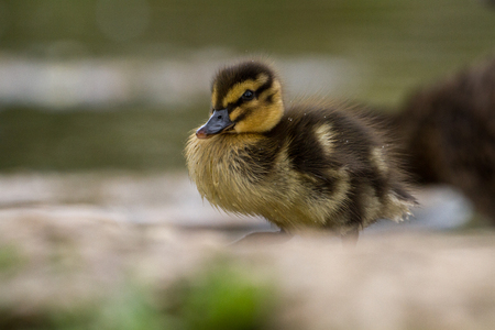 Beautiful Young Cute Juvenile Mallard (anas platyrhynchos) Duckling Portraitの写真素材
