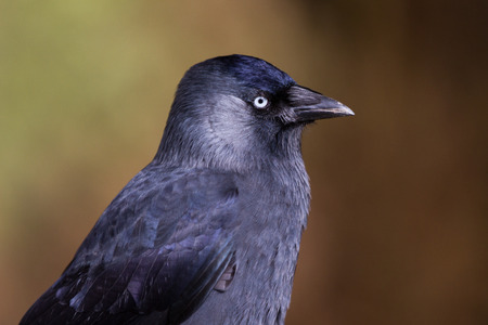 Jackdaw (Corvus monedula) portrait of the head, Gloucestershire, UK