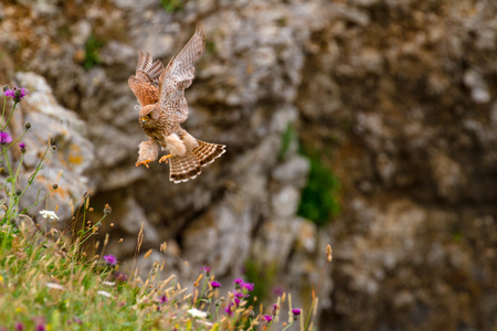 Eurasian Kestrel (Falco tinnunculus) on Pembrokeshire Cliff, Wales, UKの写真素材