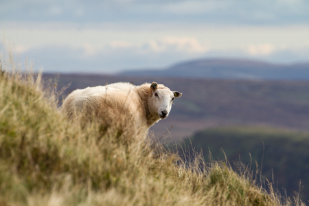 Sheep on rural Welsh hillside in the Brecon Beacons, Wales, UKの写真素材