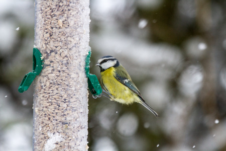 Blue Tit (Cyanistes caeruleus) on feeder in Winter Snow, United Kingdomの写真素材