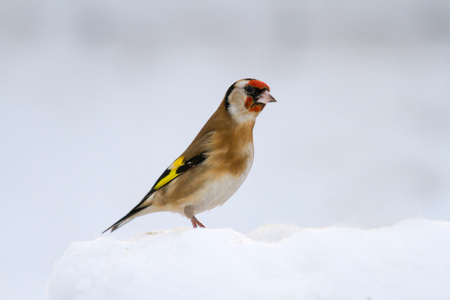 Goldfinch (Carduelis carduelis) perched in Snow, United Kingdomの写真素材