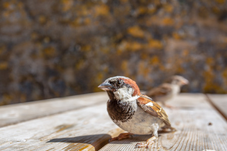 Close up wide angle shot of House Sparrow (Passer domesticus), Wales, UK