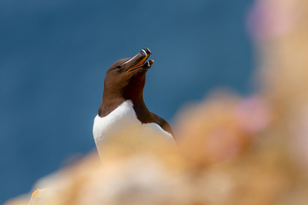 Razorbill (alca torda) perched on Pembrokeshire Cliff Ledge, Wales, UKの写真素材