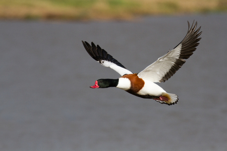 Common Shelduck (Tadorna tadorna) in flight, Gloucestershireの写真素材