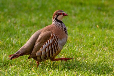 Red Legged Partridge (alectoris rufa) Portrait against green grass, United Kingdomの写真素材