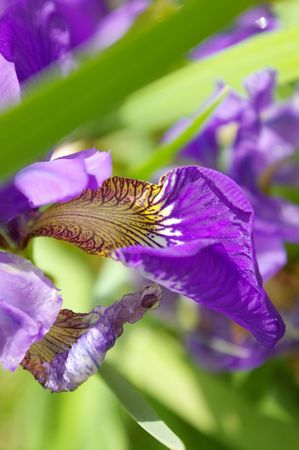 siberian irises