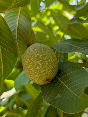 Green Walnuts Growing on a Tree Branch in Turkey
