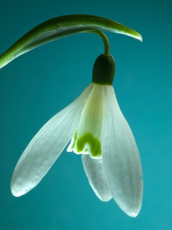 Single Snowdrop  Galanthus  flower against a blue background   Backlit flowerの写真素材