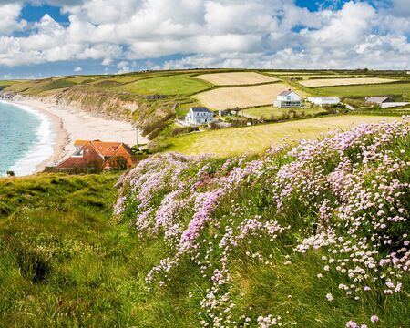 Sea pinks or Thrift,  Armeria maritinum on the South West Coast Path near Gunwalloe Fishing Cove, Cornwall England UKの写真素材