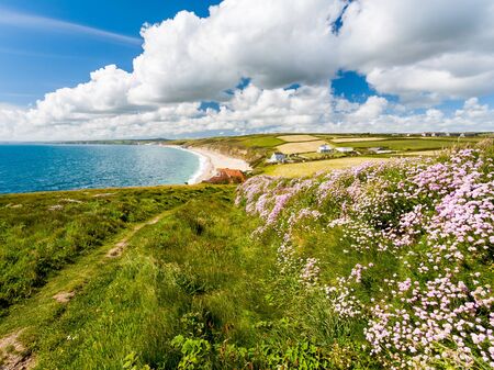 Sea pinks or Thrift,  Armeria maritinum on the South West Coast Path near Gunwalloe Fishing Cove, Cornwall England UKの写真素材