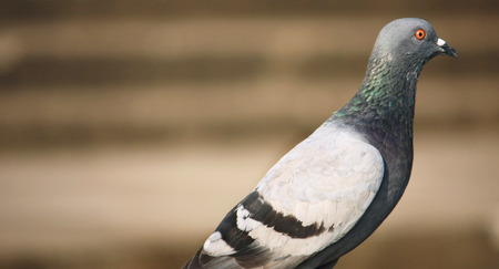 Pigeon