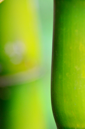 Bambooの写真素材