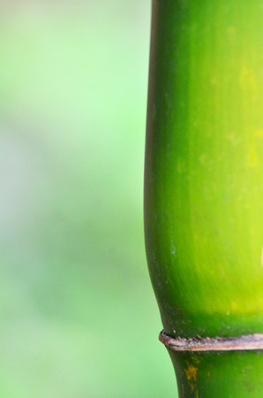 Bambooの写真素材