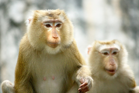 Monkeyの写真素材