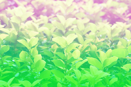 Flower in garden with soft colorの写真素材