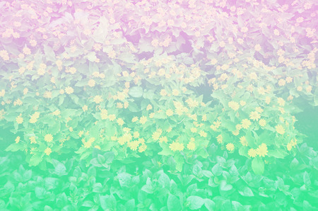 Fern wall with soft color backgroundの写真素材