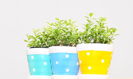 Ornamental plants in Flowerpotの写真素材
