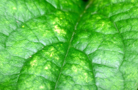Green leaf closeupの写真素材