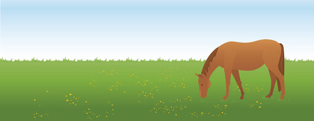 Horse on the meadowのイラスト素材