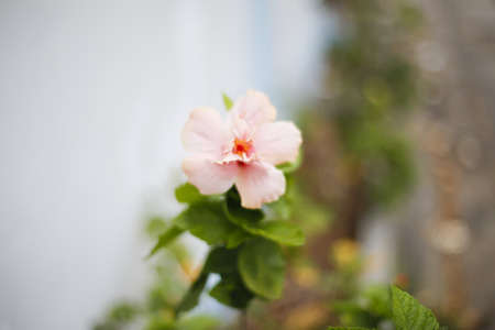 Phurahong flowerの写真素材
