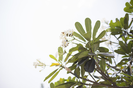 Lantom Flower の写真素材