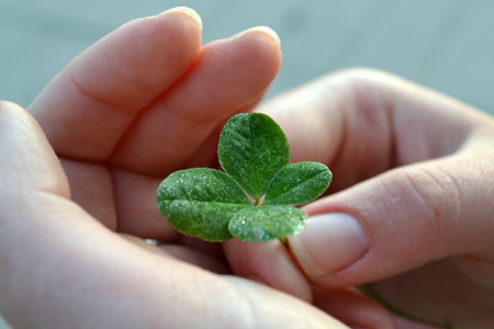 Fourleaf clover in the hands of a girl torn luckの写真素材