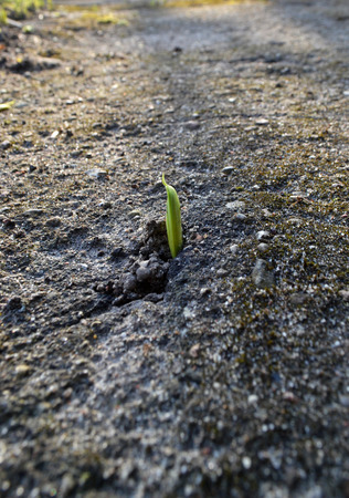 Tulip sprout blend into the asphaltの写真素材