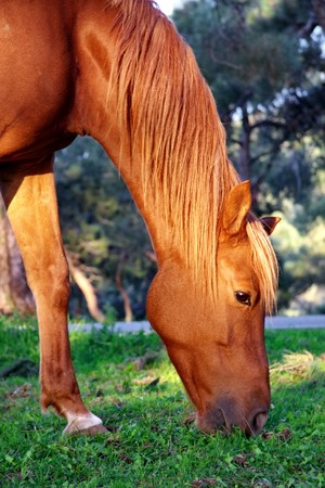 Grazing on the fieldの写真素材