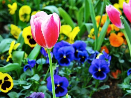 Pink tulip in colorful gardenの写真素材
