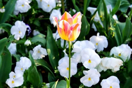 A tulip on flower gardenの写真素材
