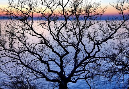 Bald tree against seascape