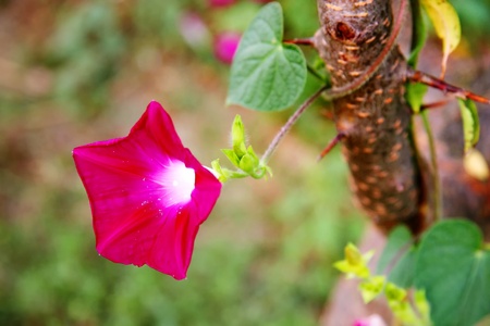 Ivy branch with morning glory (convolvulaceae)の写真素材