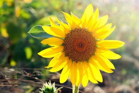 Beautiful sunflower flower against bright sunshineの写真素材