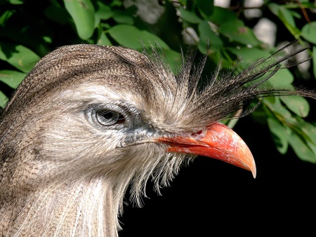 Red-legged seriema  (Cariama cristata)の写真素材